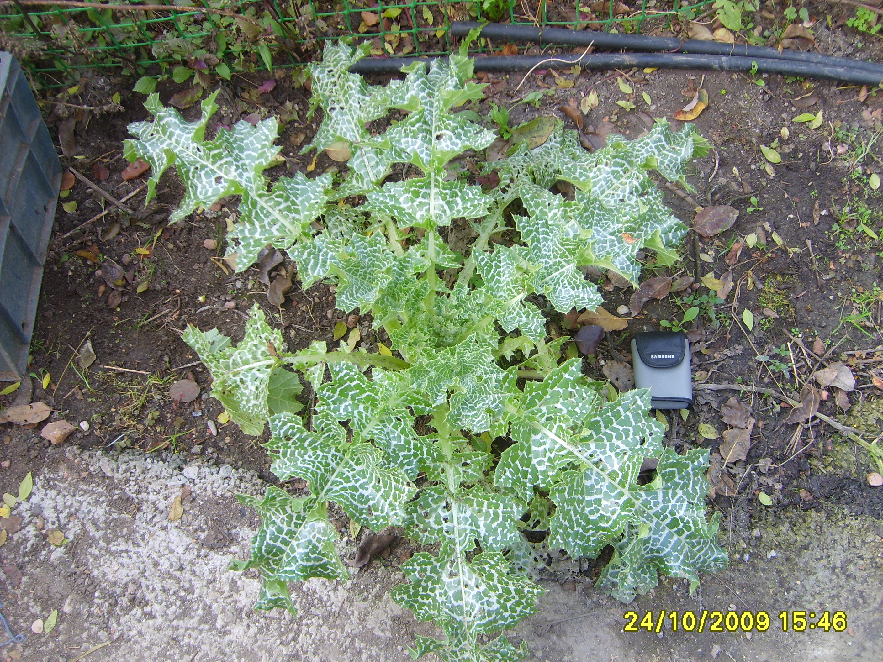 <Digimax S600 / Kenox S600 / Digimax Cyber 630>